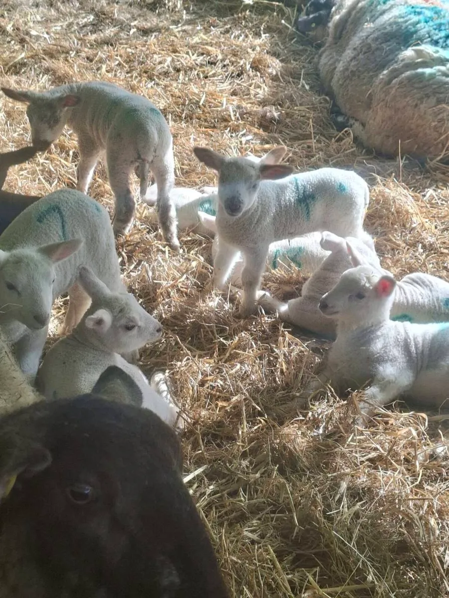 Pet Lambs - Image 1