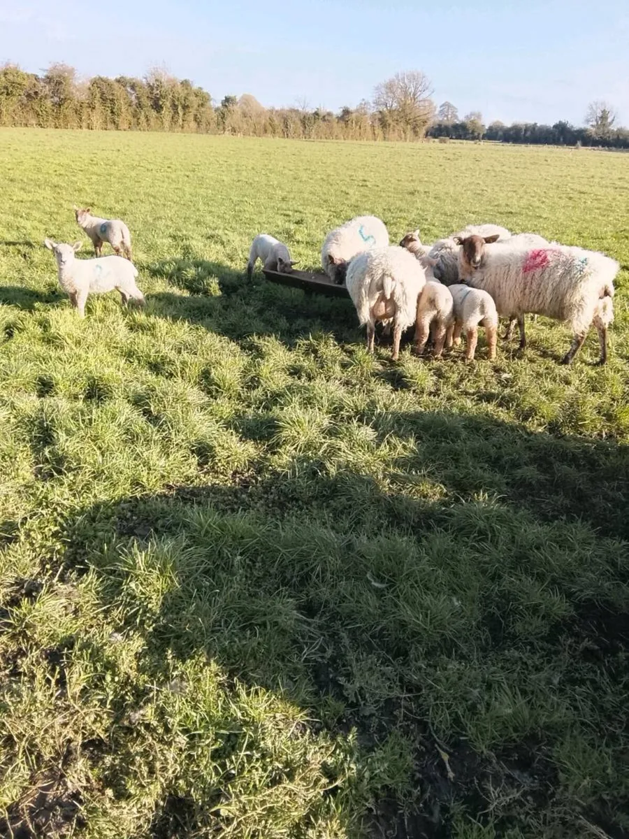 Ewes with lambs at foot - Image 2