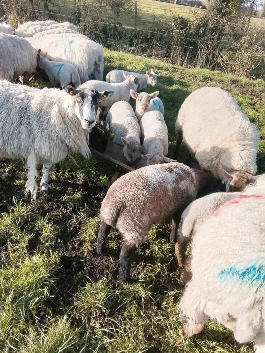 Ewes with lambs at foot - Image 1