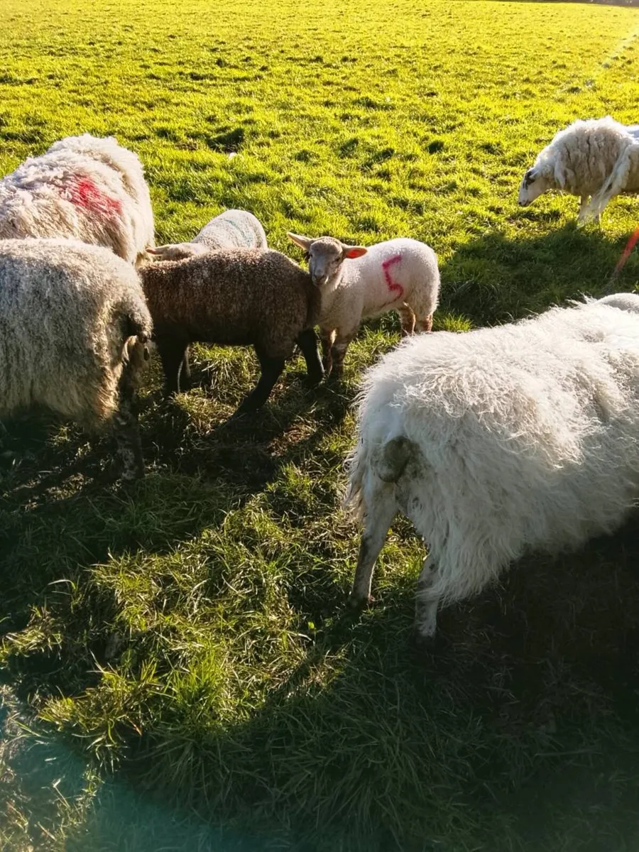 Ewes with lambs at foot - Image 3