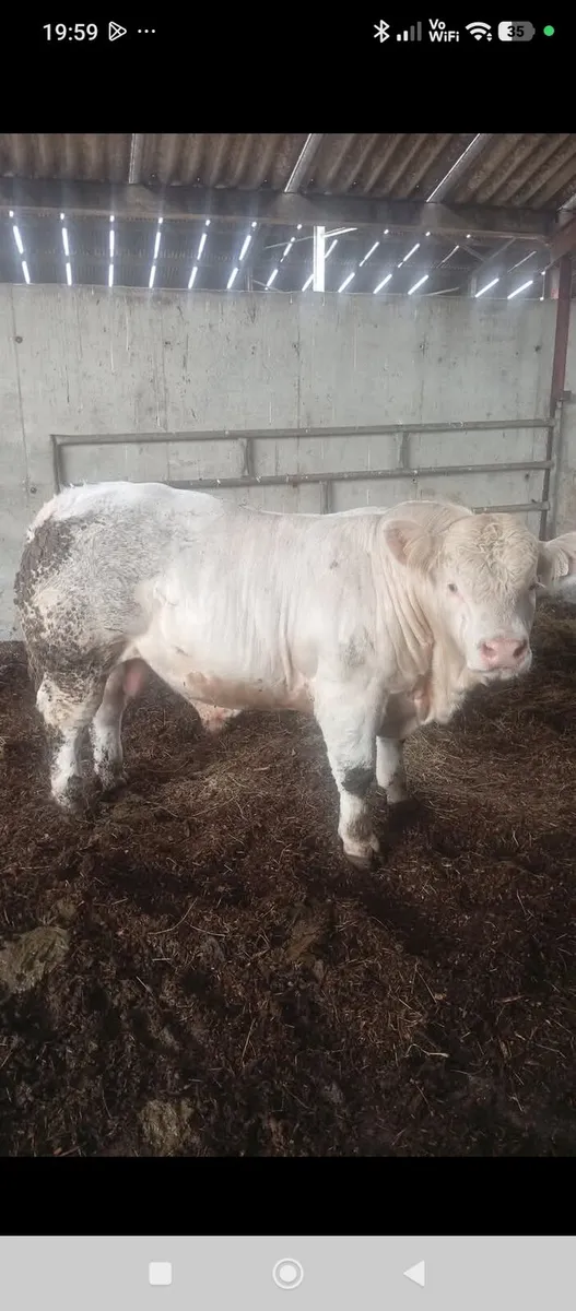 Scardaune Charolais - Image 1