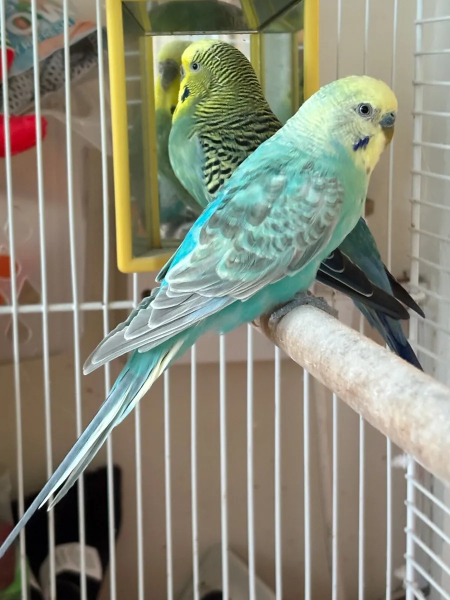 Two beautiful coloured budges for sale - Image 1