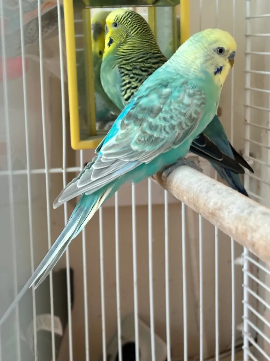 Two beautiful coloured budges for sale - Image 2