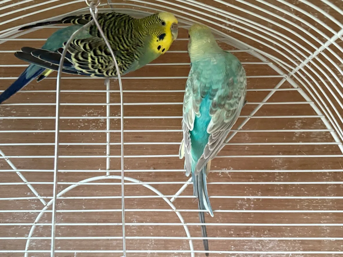 Two beautiful coloured budges for sale - Image 3