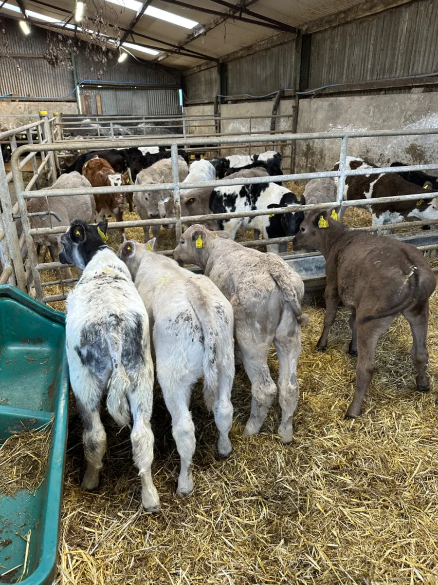 Reared heifers - Image 4