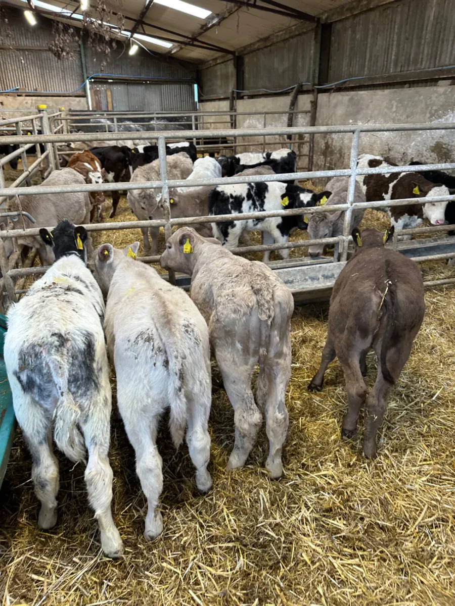 Reared heifers - Image 3