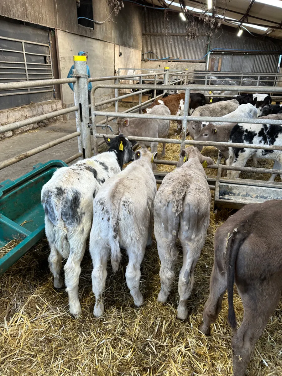 Reared heifers - Image 2