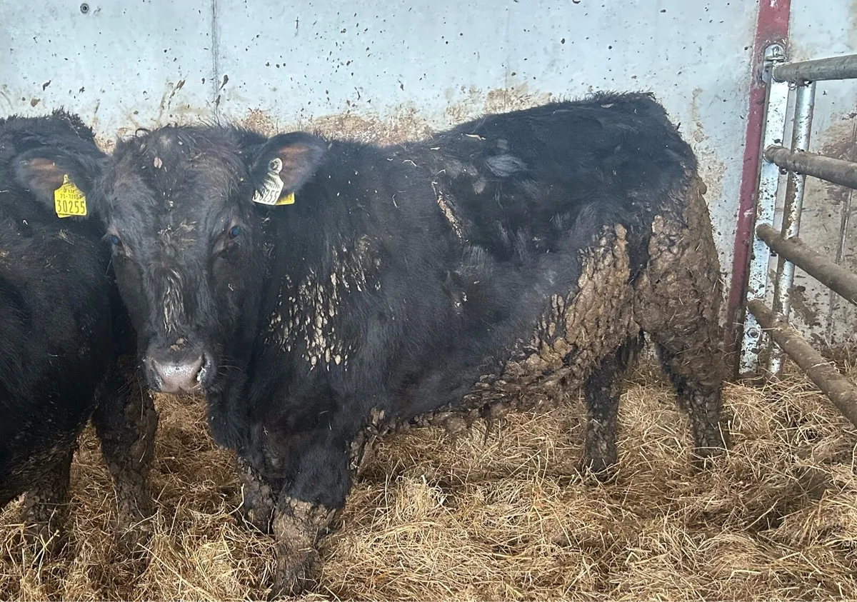 PBR Angus Bulls - Image 2