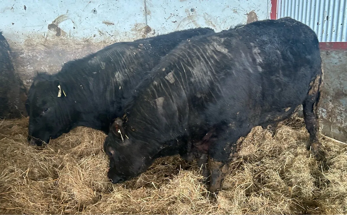 PBR Angus Bulls - Image 4