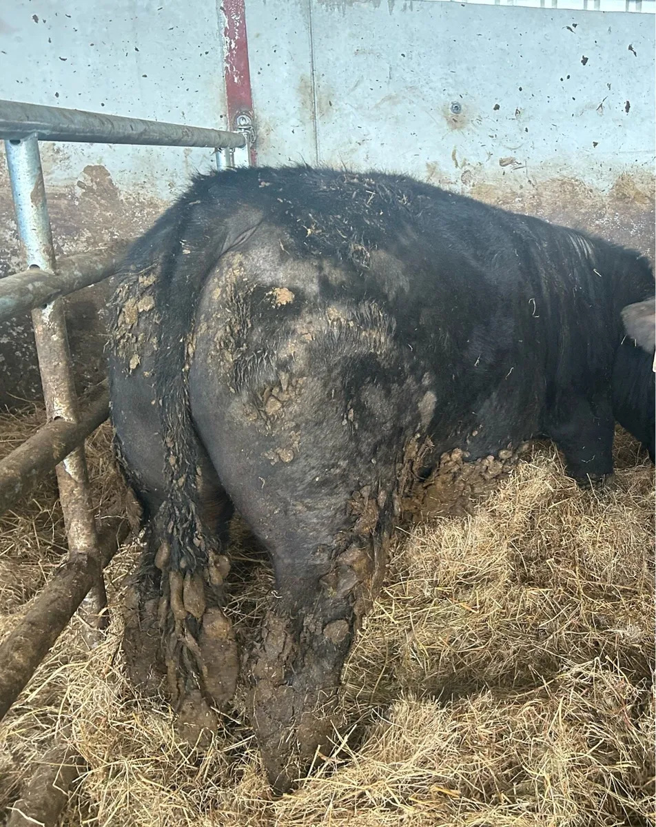 PBR Angus Bulls - Image 3