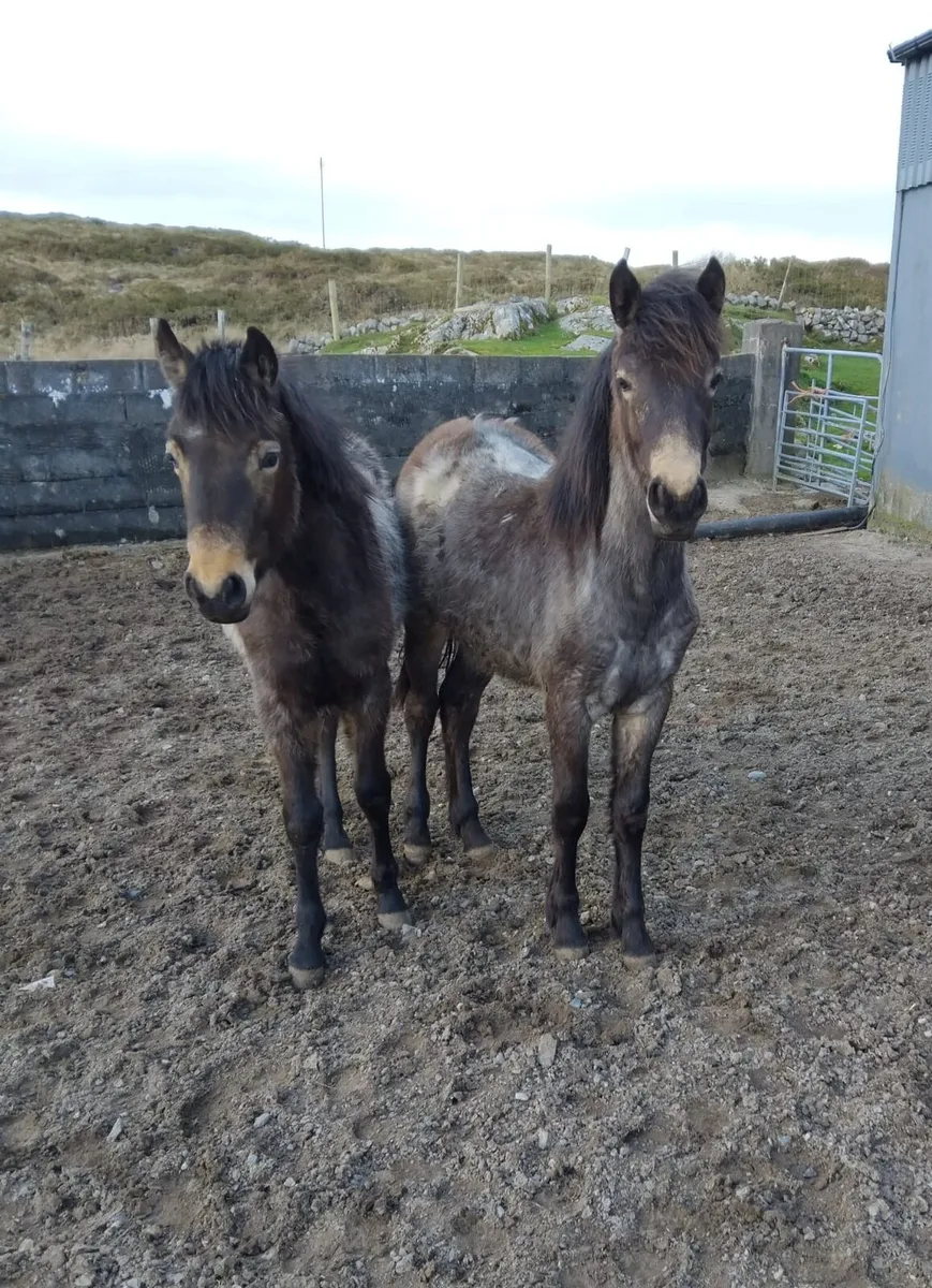 3 Connemara Filly Foals - Image 1