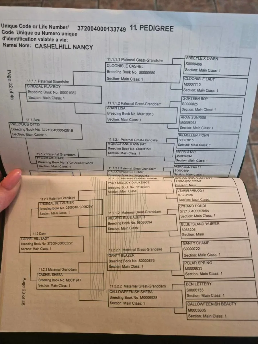 3 Connemara Filly Foals - Image 2