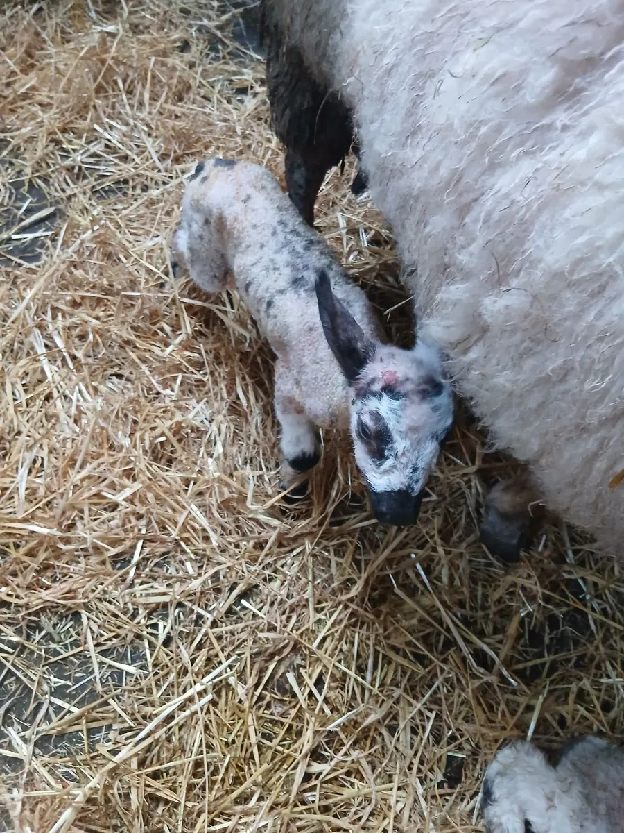 Foster lamb - Image 1