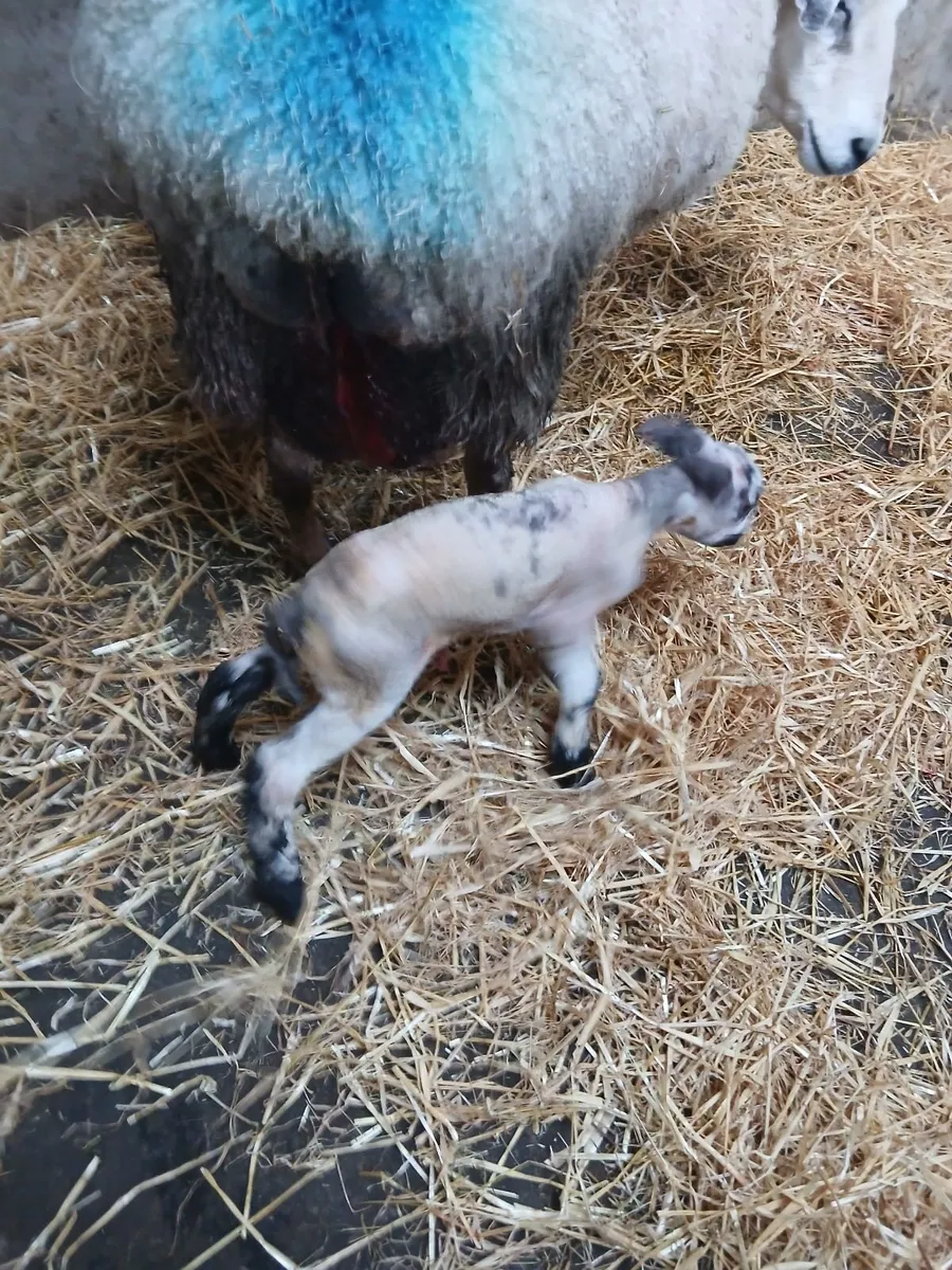 Foster lamb - Image 2