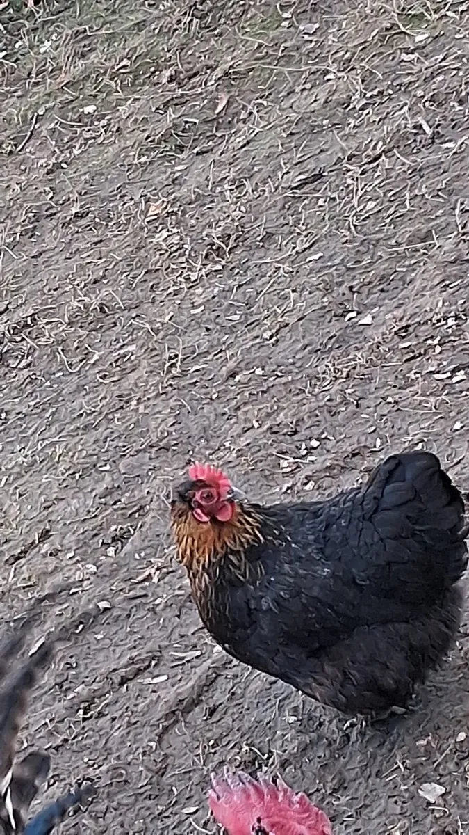 Hatching eggs - Image 2