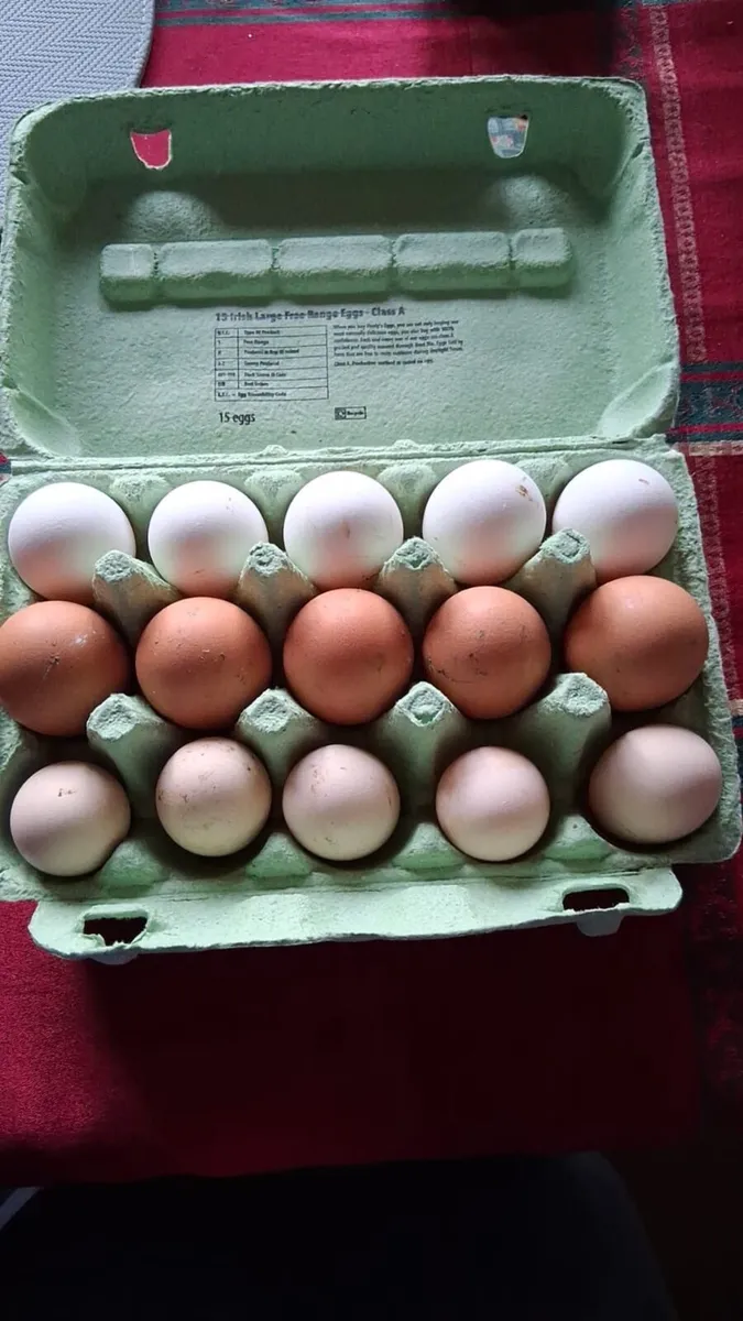 Hatching eggs - Image 1