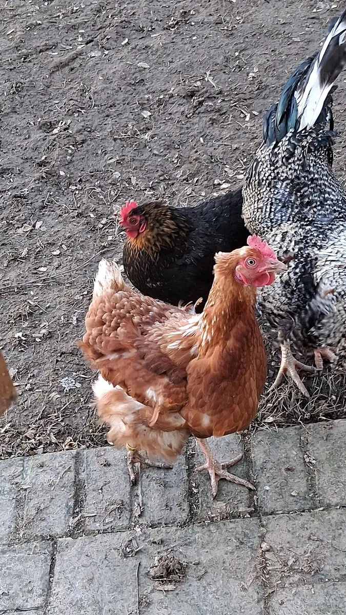 Hatching eggs - Image 3