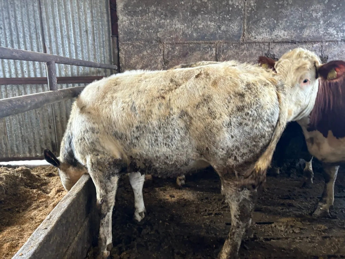 Belgian Blue Heifers - Image 1