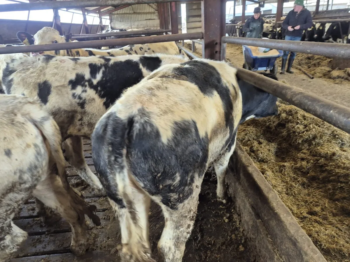 Belgian Blue Heifers - Image 3