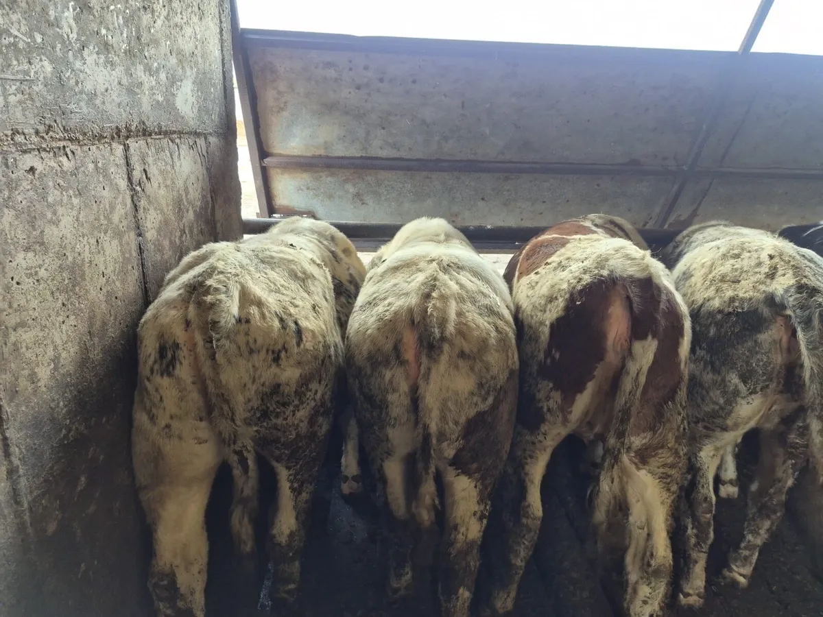 Belgian Blue Heifers - Image 4