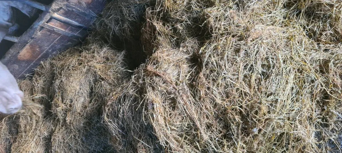 1st Cut Bales Silage - Image 2