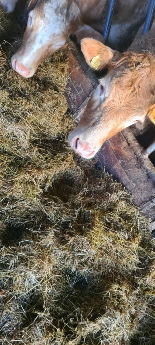 1st Cut Bales Silage - Image 1