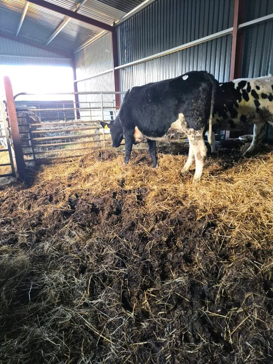 Br freisan incalf heifers - Image 2