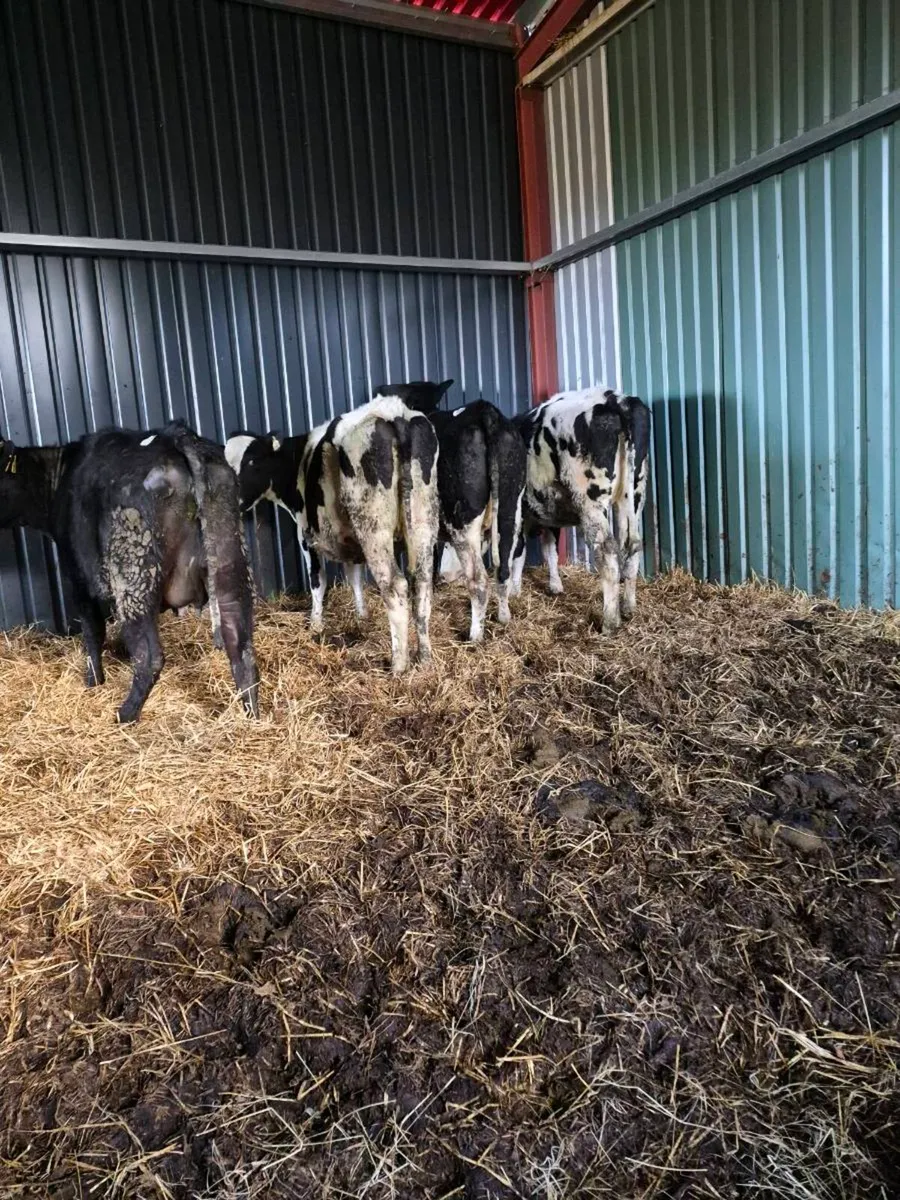 Br freisan incalf heifers - Image 3