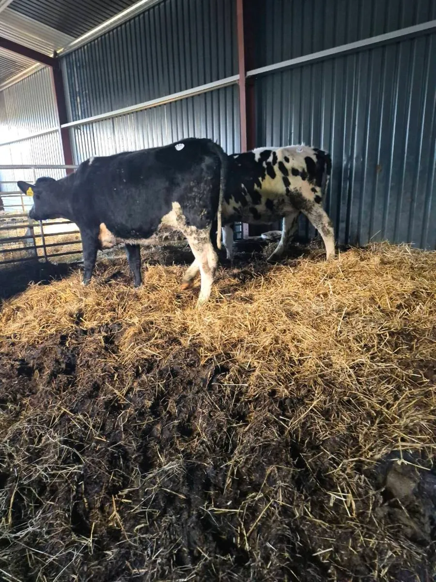 Br freisan incalf heifers - Image 1