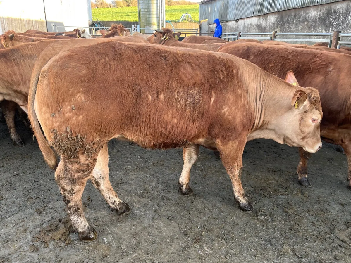 Bulling heifers - Image 2