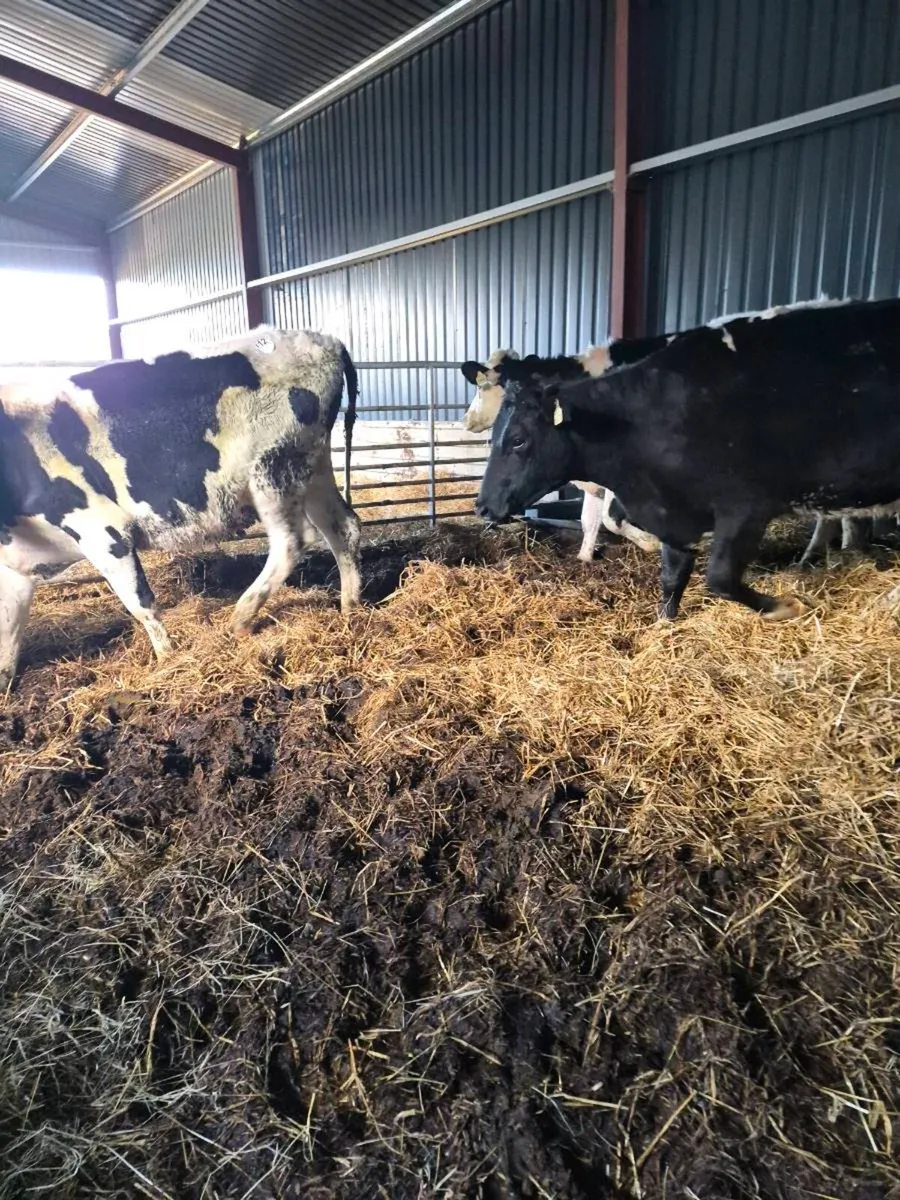 Br freisan incalf heifers - Image 4