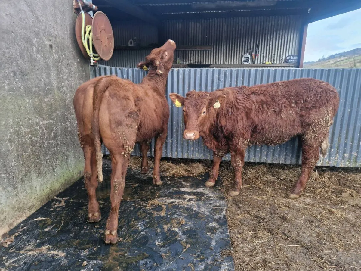 Saler Breeding Heifers - Image 2