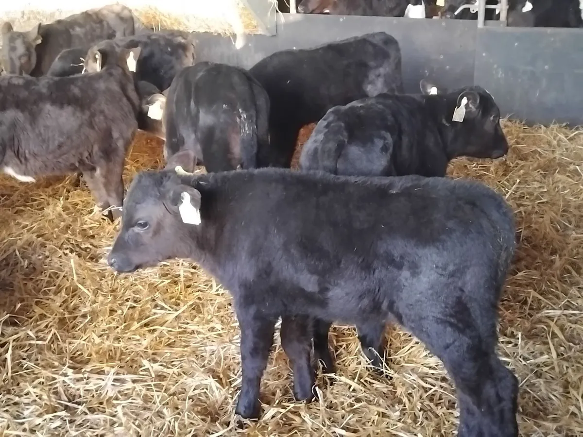Angus and hereford bull and heifer calfs - Image 2