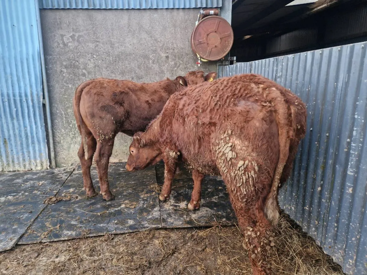 Saler Breeding Heifers - Image 3