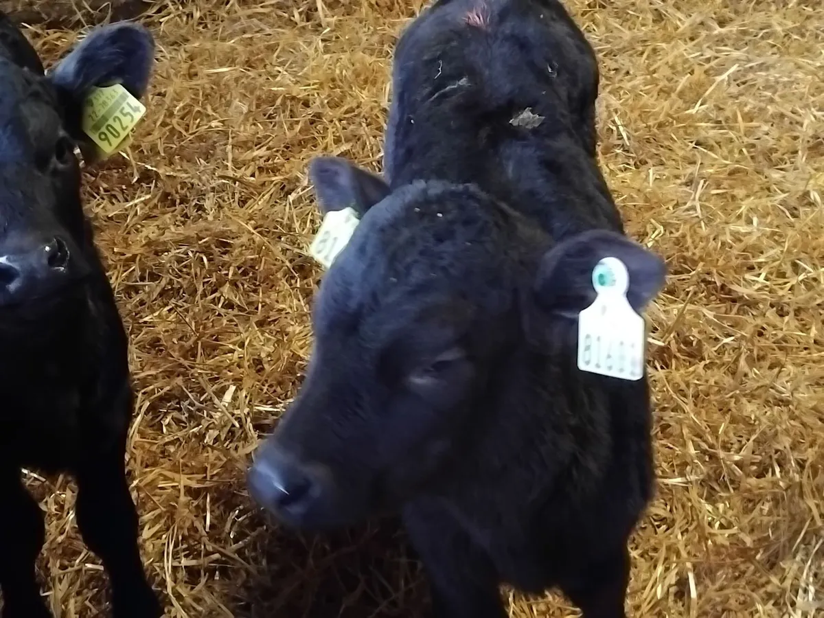 Angus and hereford bull and heifer calfs - Image 3