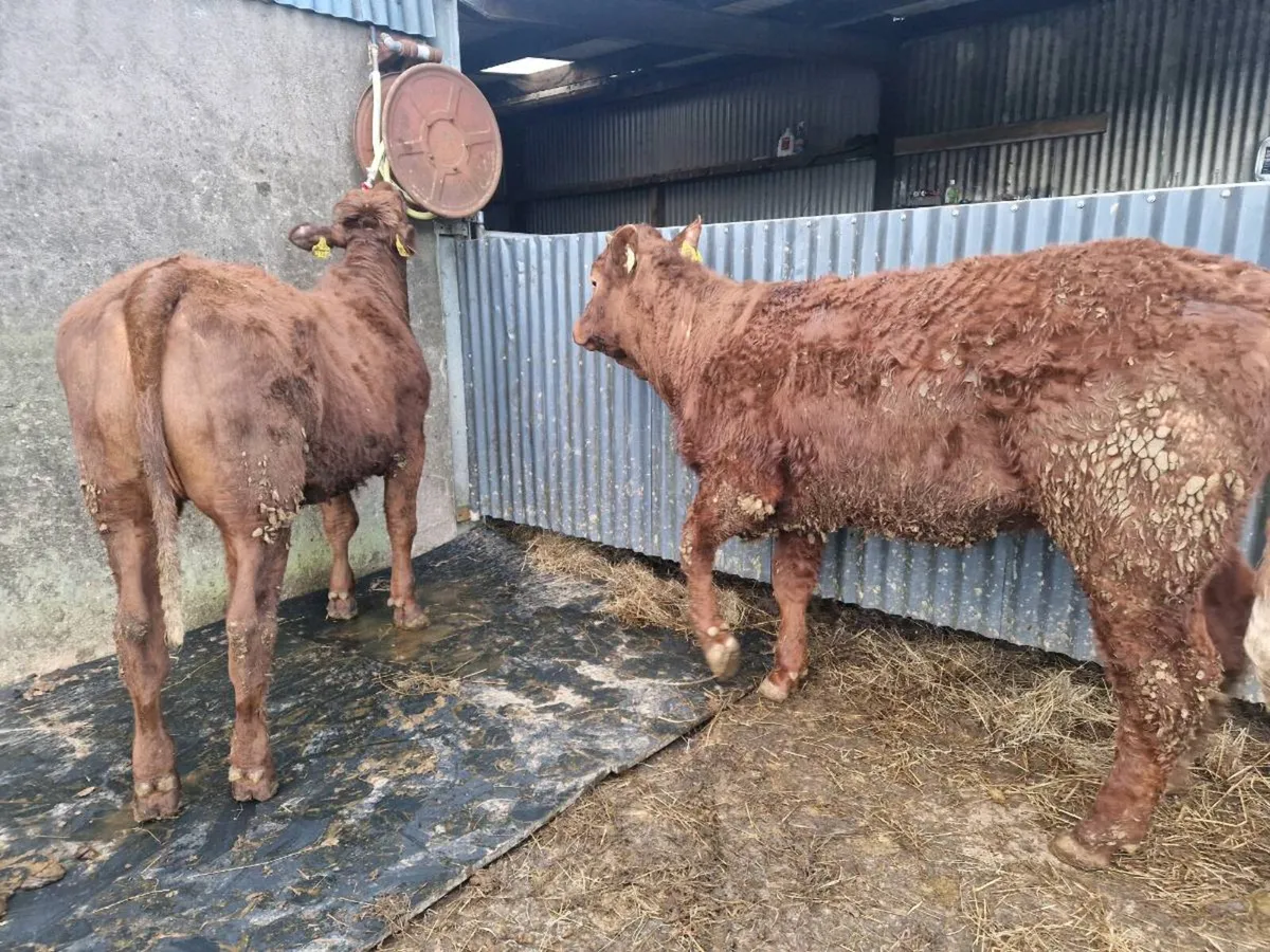Saler Breeding Heifers - Image 1