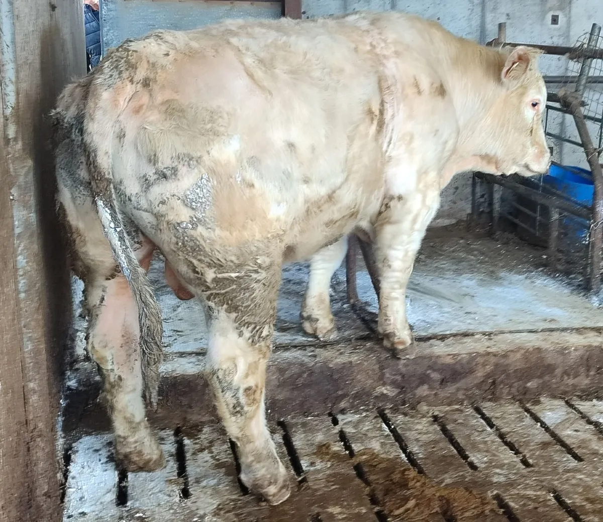 5 Start Charolais Bull - Image 2