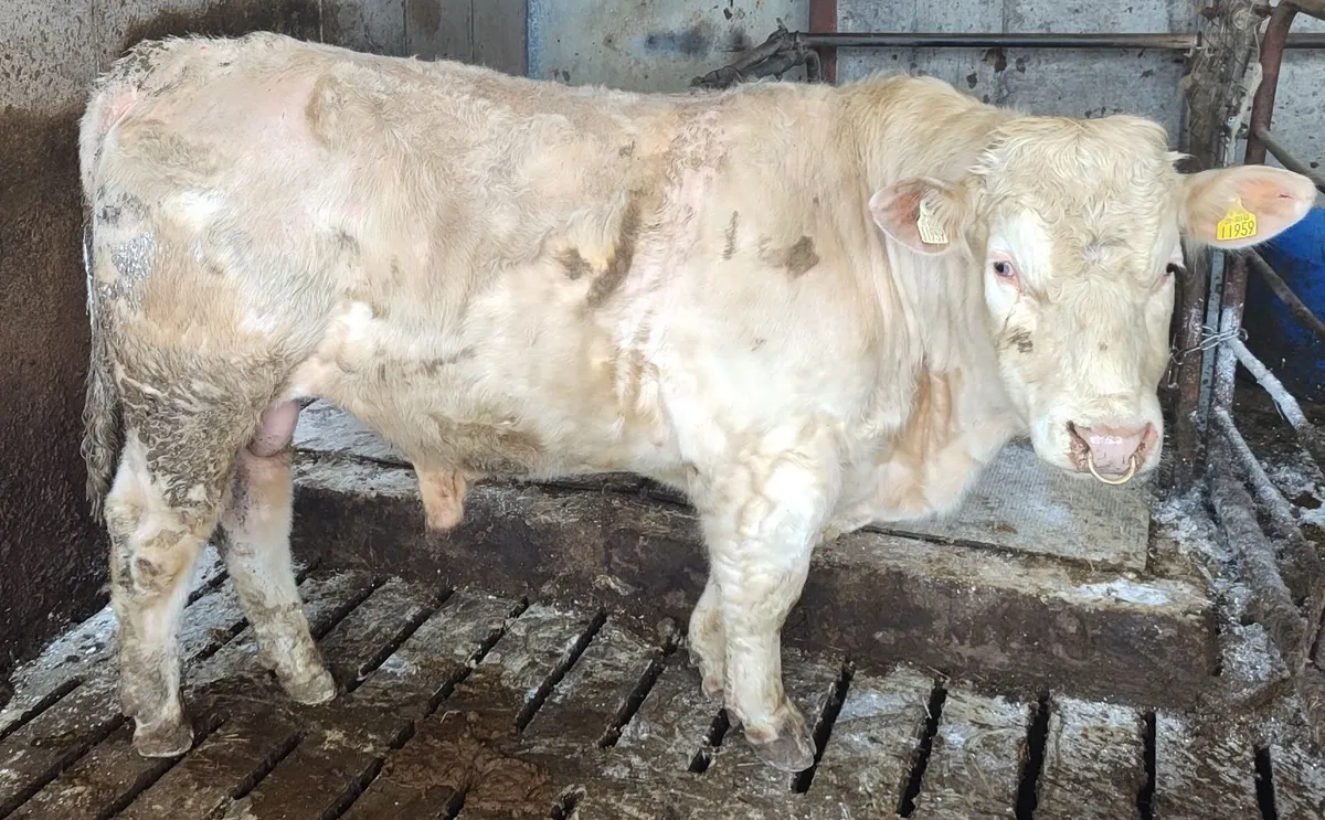 5 Start Charolais Bull - Image 4