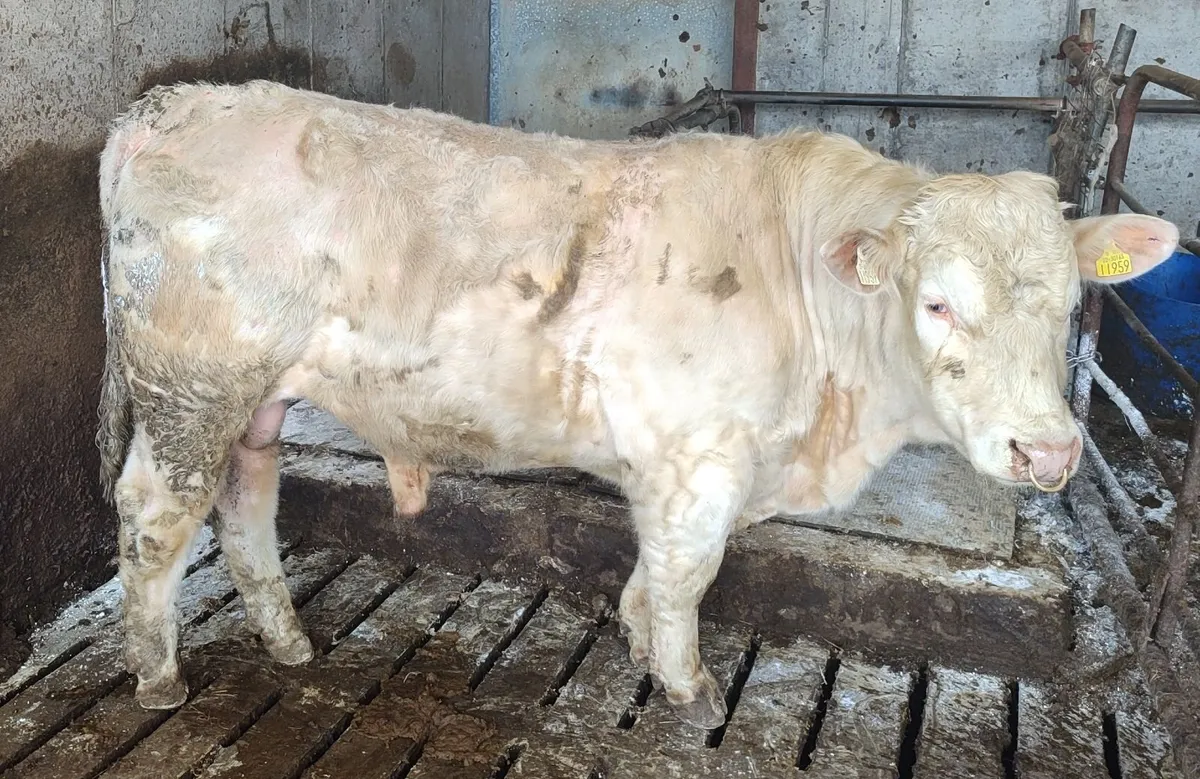 5 Start Charolais Bull - Image 1