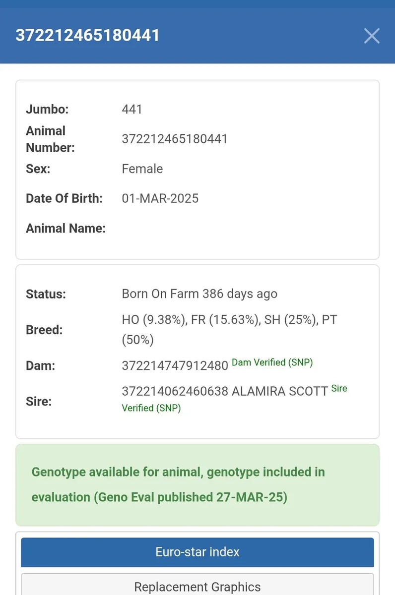 Roan breeding heifer - Image 4