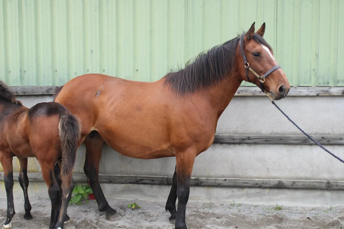 2 in foal TIH Broodmares - Image 1