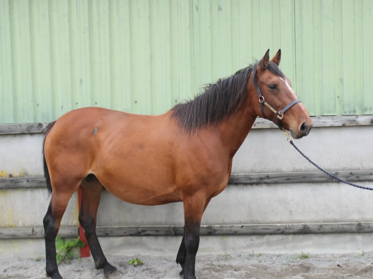 2 in foal TIH Broodmares - Image 2