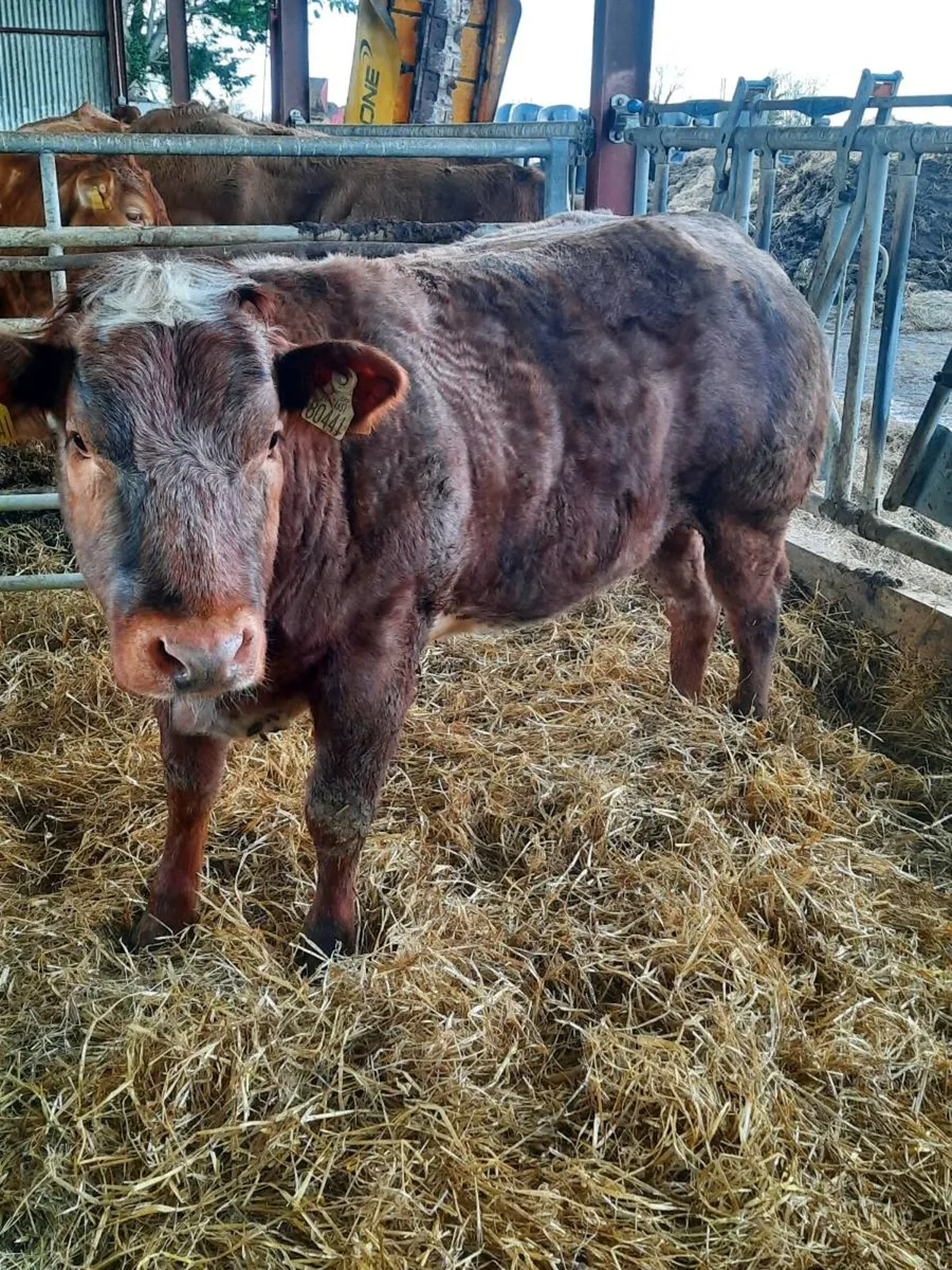 Roan breeding heifer - Image 1