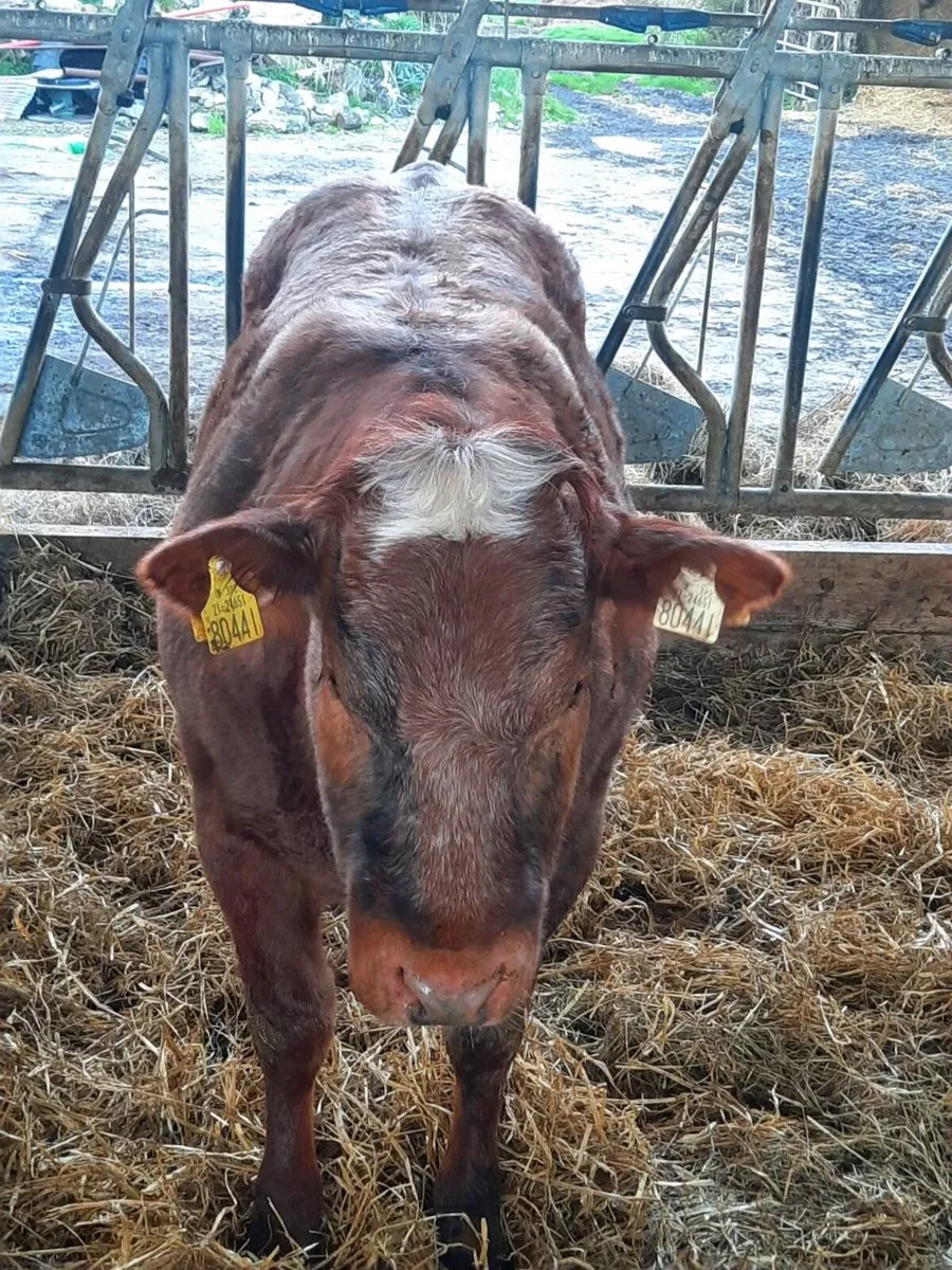 Roan breeding heifer - Image 2