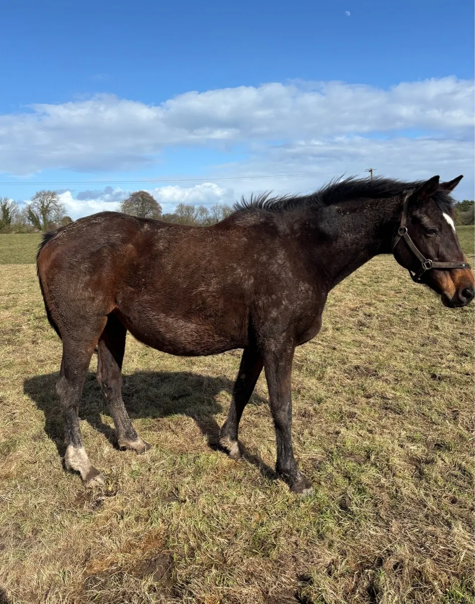 2 ISH Broodmares due in May - Image 1
