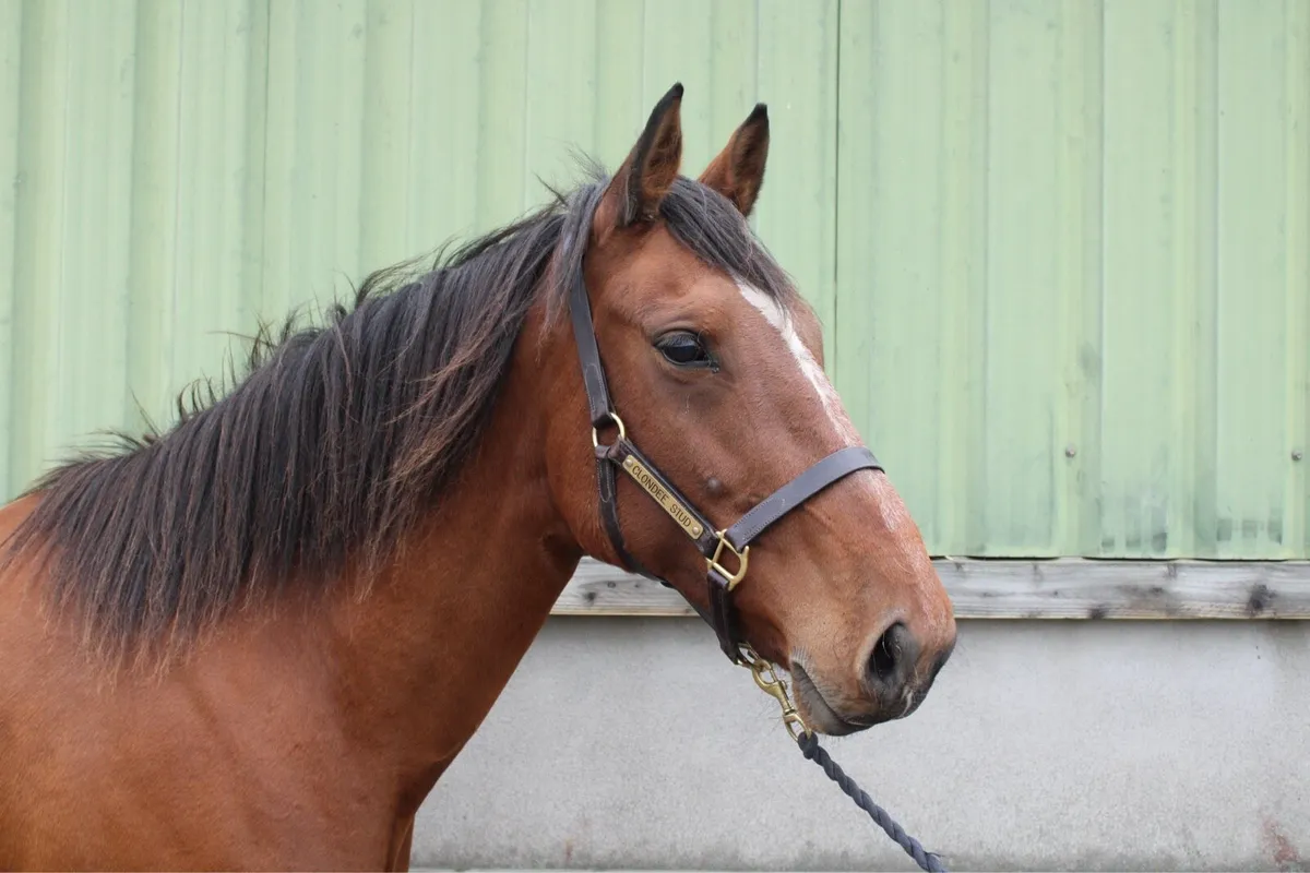 2 in foal TIH Broodmares - Image 3