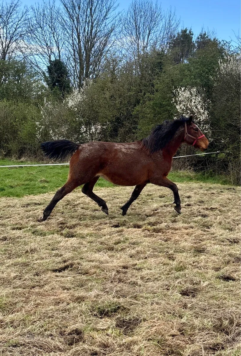 2 in foal TIH Broodmares - Image 4