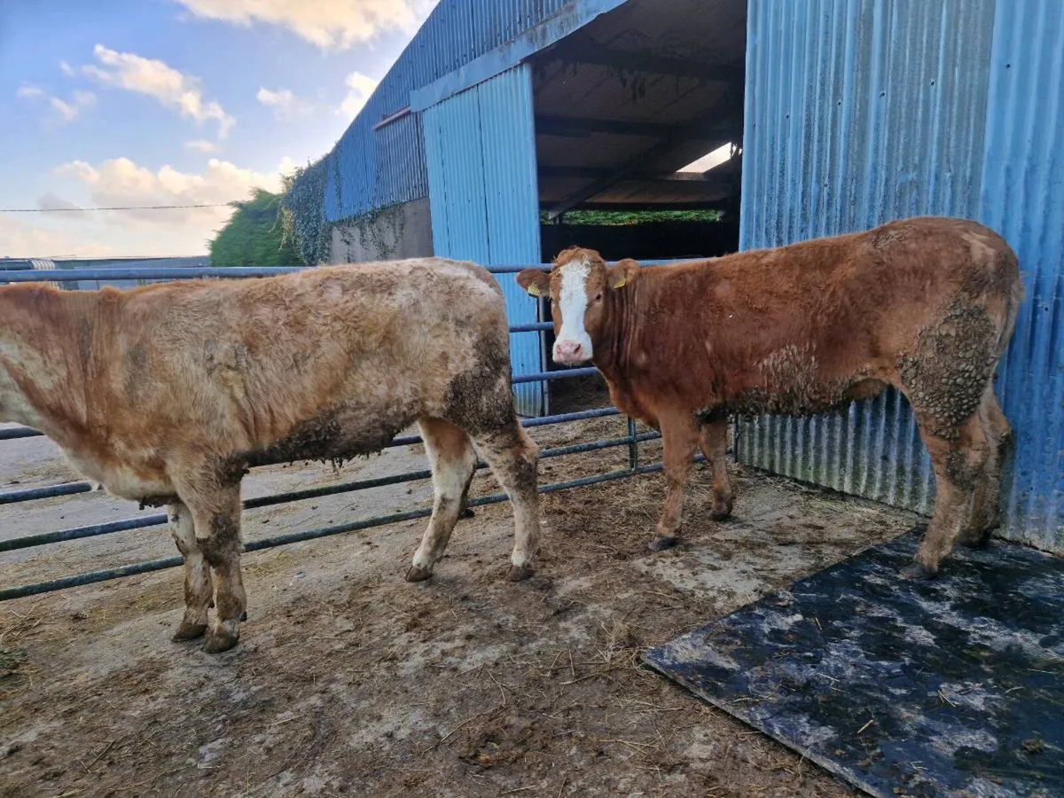 Breeding Heifers - Image 2