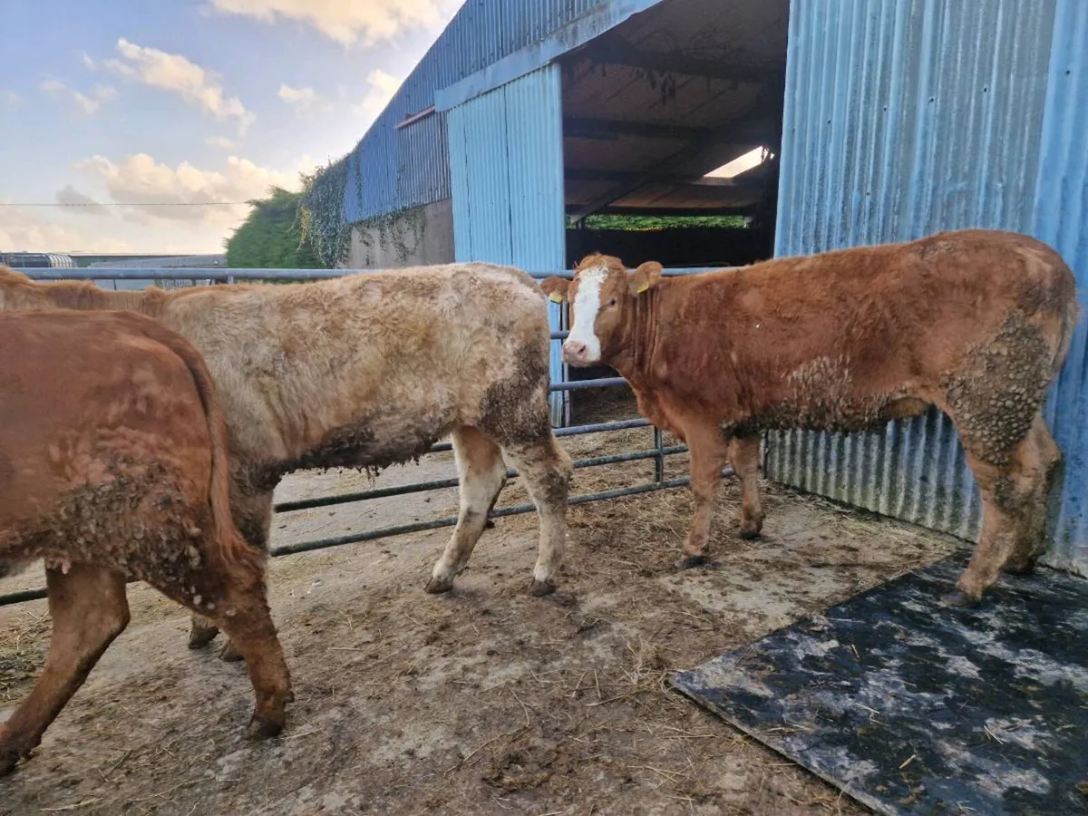 Breeding Heifers - Image 3