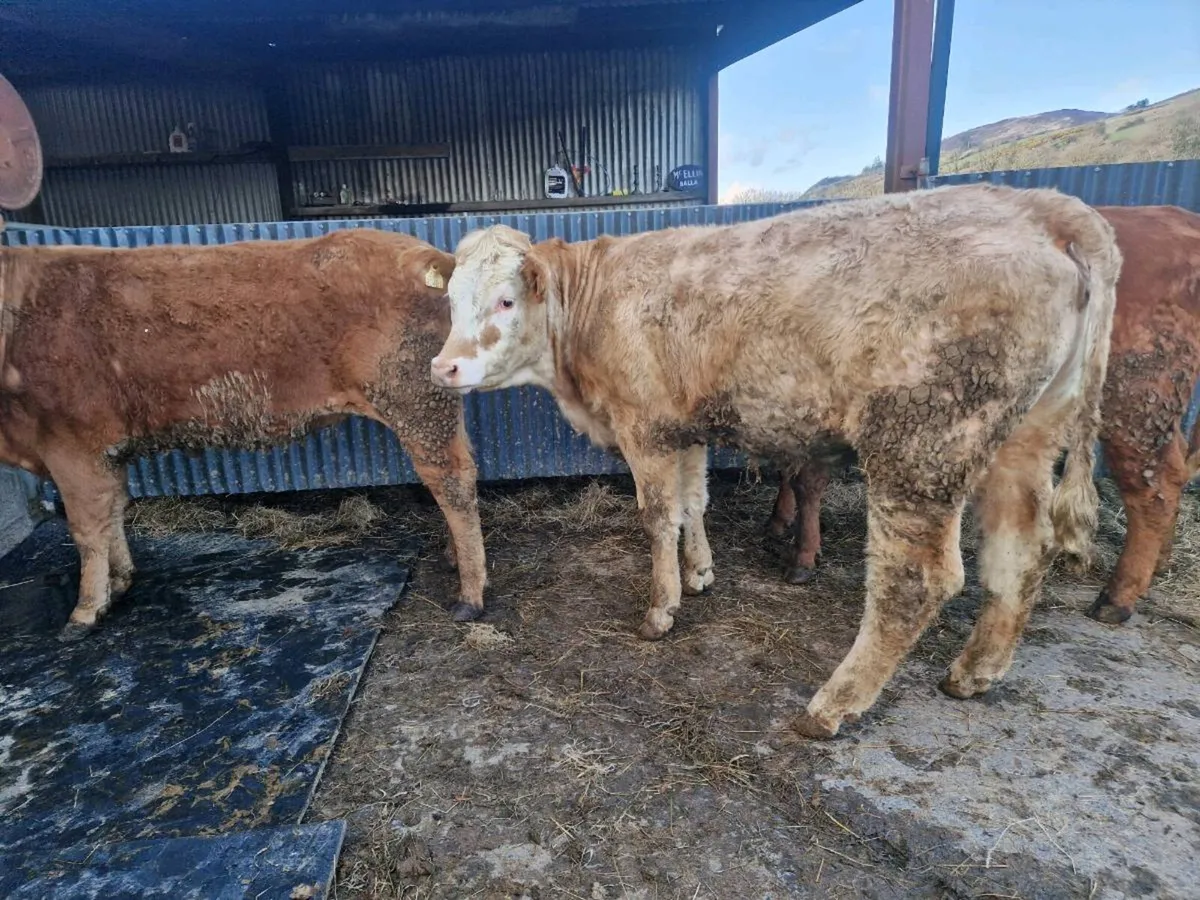 Breeding Heifers - Image 4